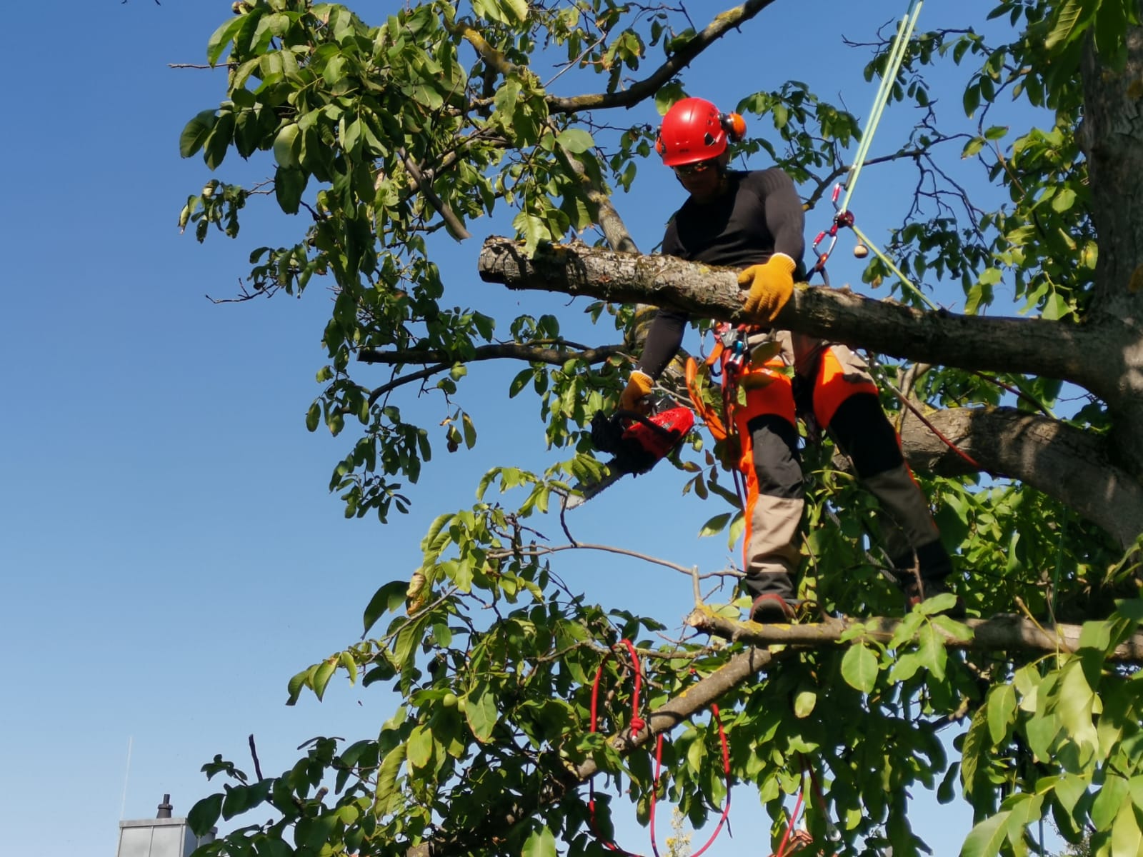 Baum und Gartenpflege Bad Kreuznach START